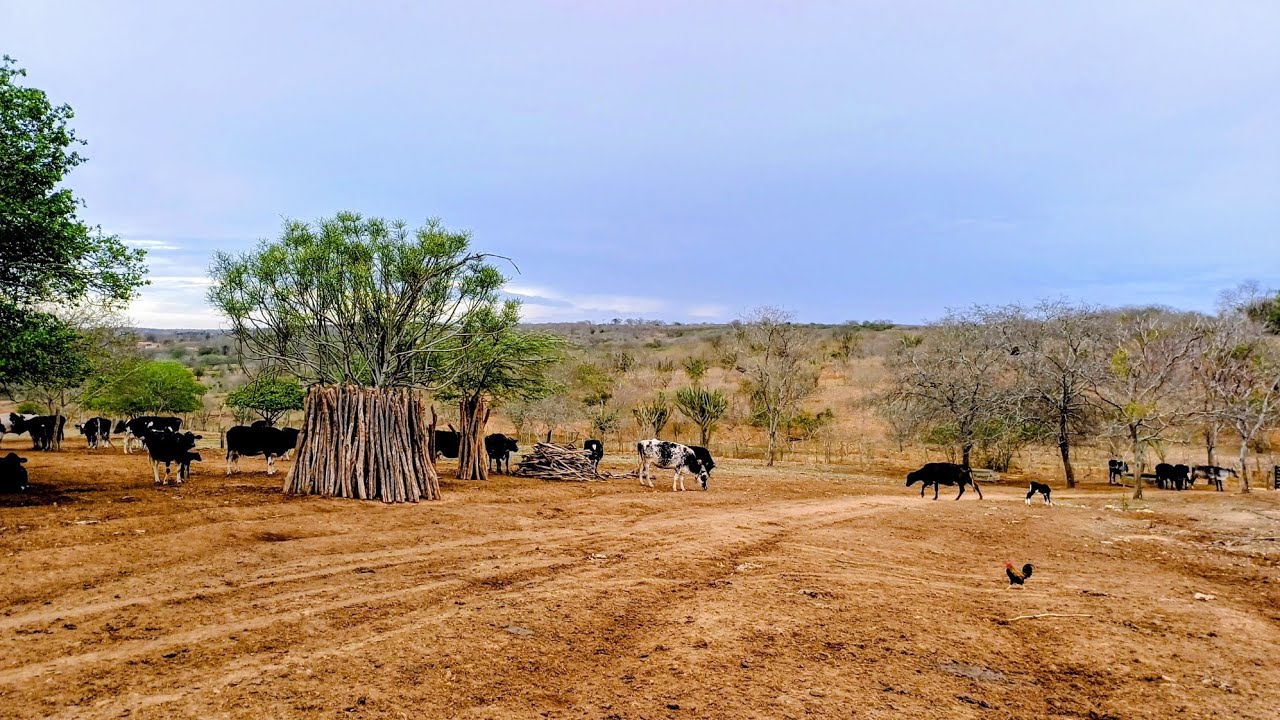 O DIA COMEÇOU QUERENDO CHOVER, E FALANDO UM POUCO DAS VACAS E AS PALMAS. 