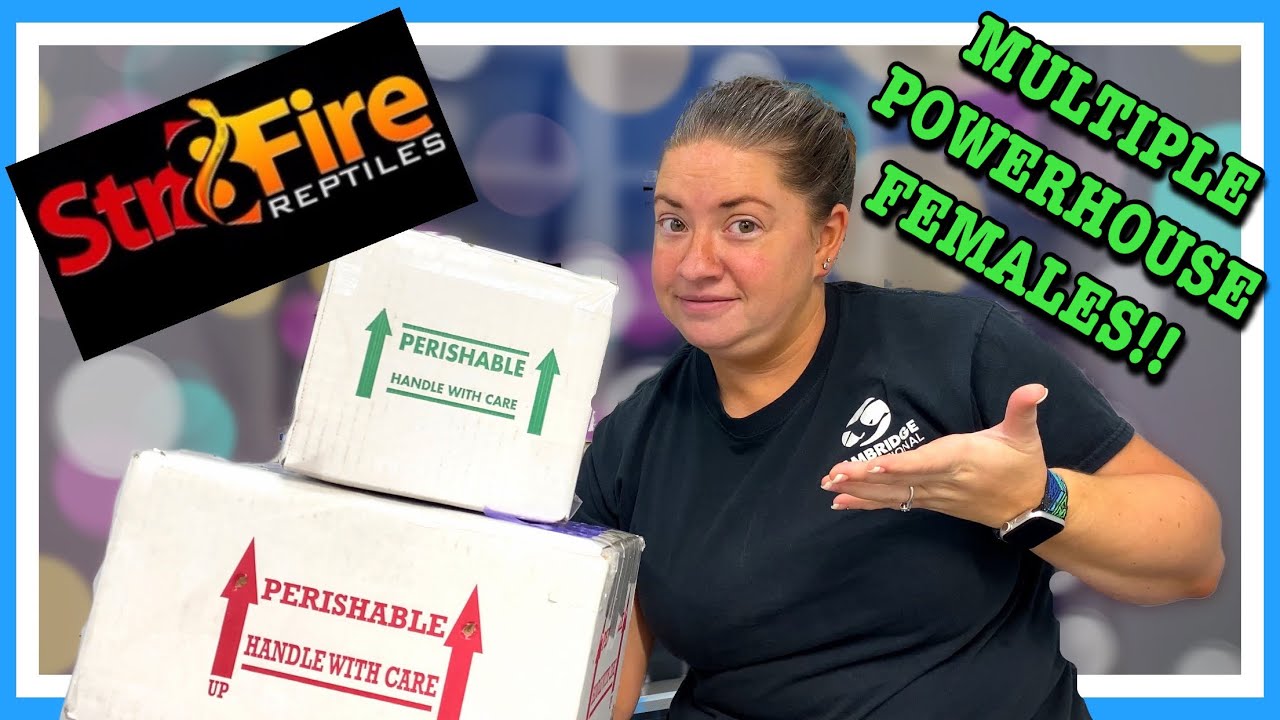 UNBOXING FROM STR8FIRE REPTILES AND MARKI REPTILES | Ball Python Unboxing | Powerhouse Females