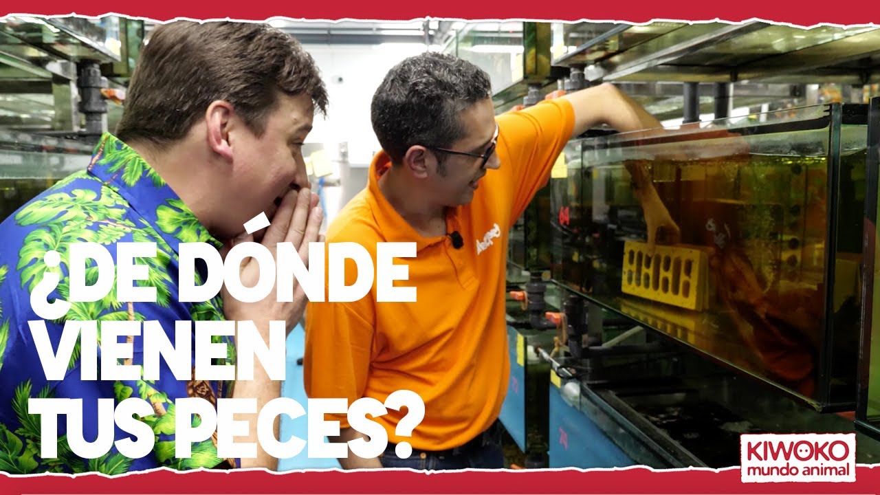 ¿De dónde vienen los peces de tu acuario? Visita a nuestro proveedor de acuariofilia, Albepet