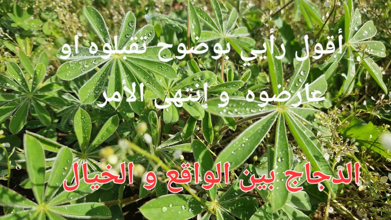 الحلقة 757.🇲🇦🐓🐏.   كلام ينفعك على الدجاج  .