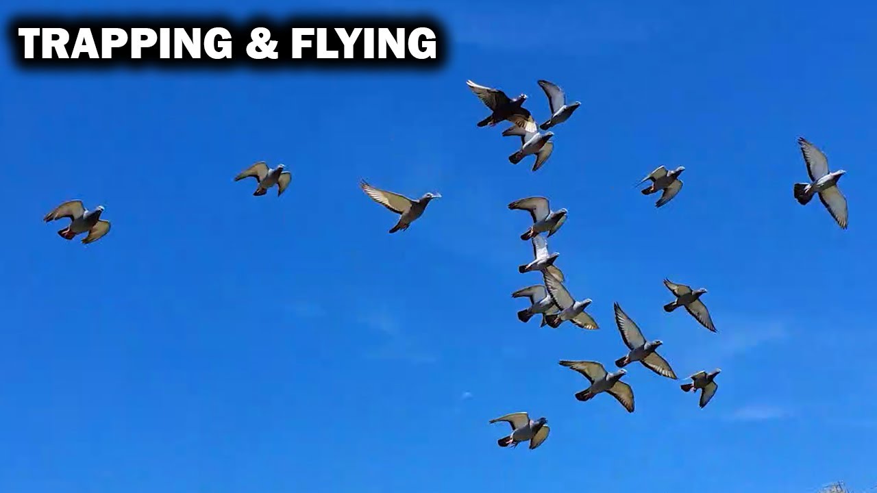 FAST Pigeon TRAPPING  FAIL