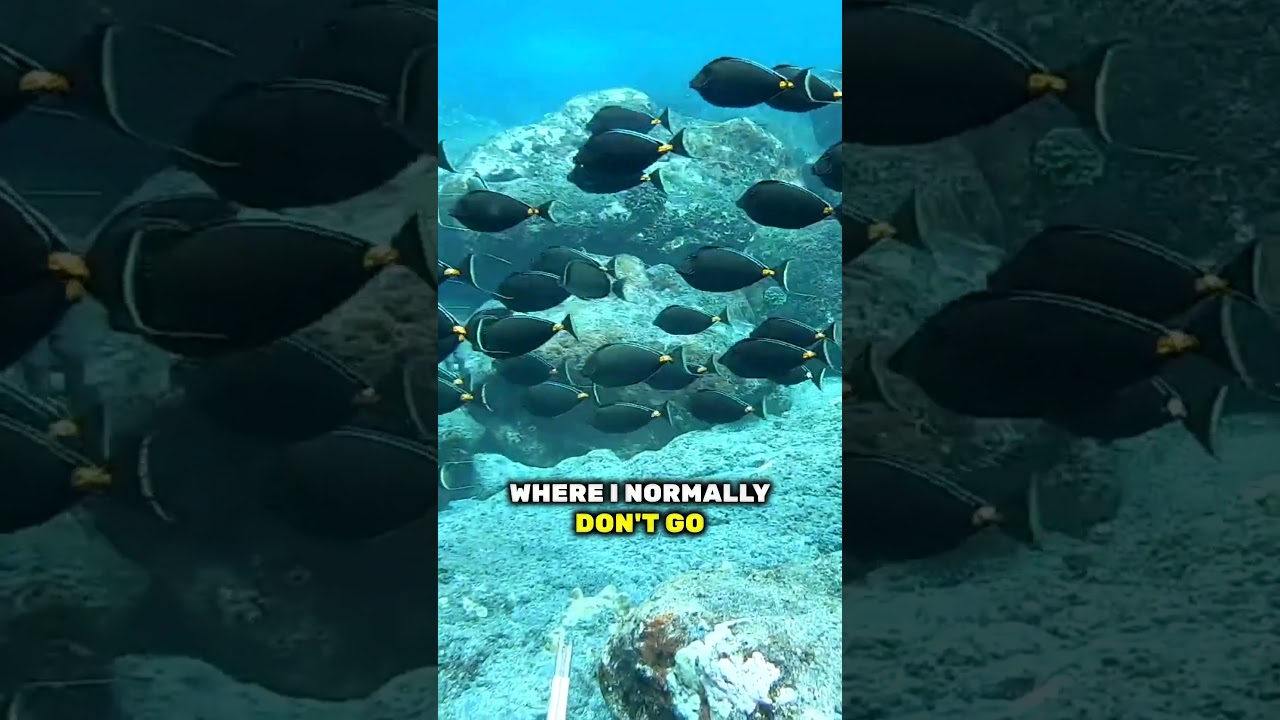 Underwater Dinner Hunting With My Evolve 3 Prong! #spearfishing #polespear #3prong #hawaii