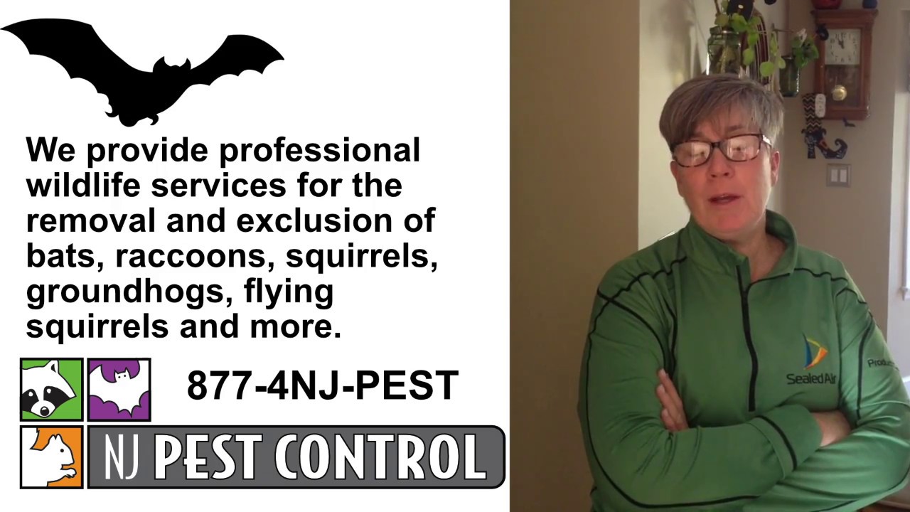 Bat Removal Review