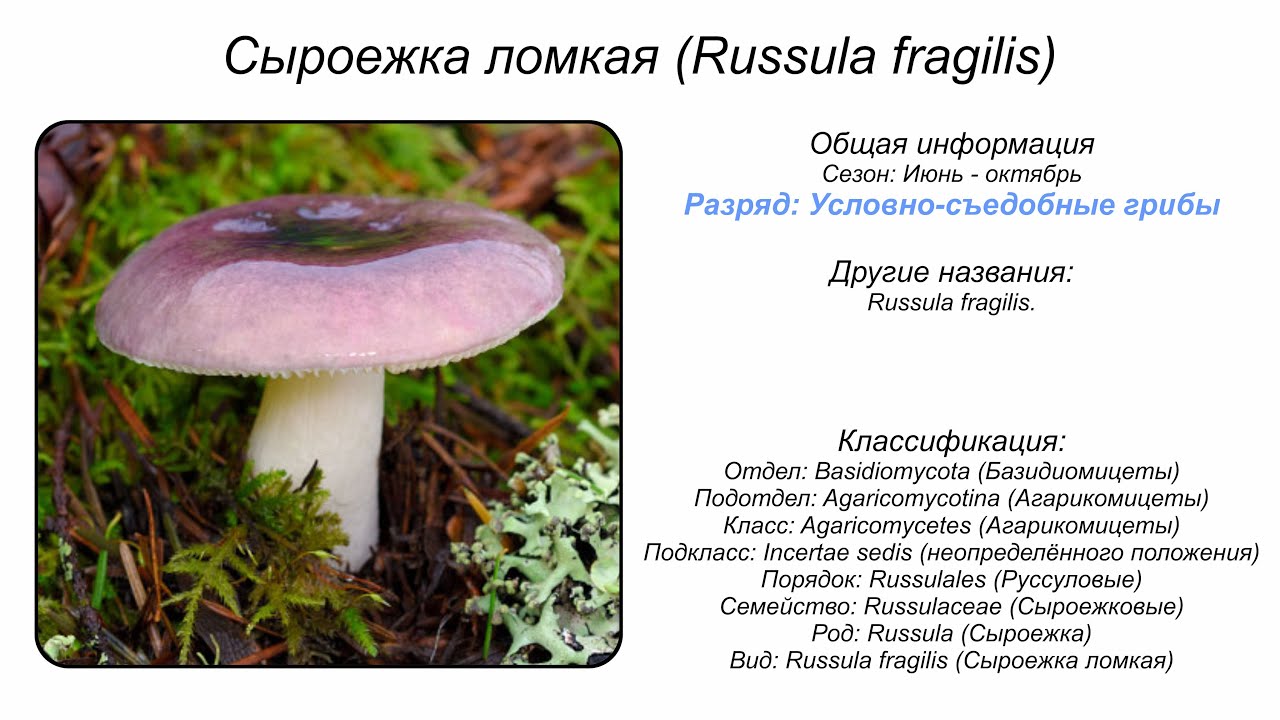Сыроежка ломкая (Russula fragilis)