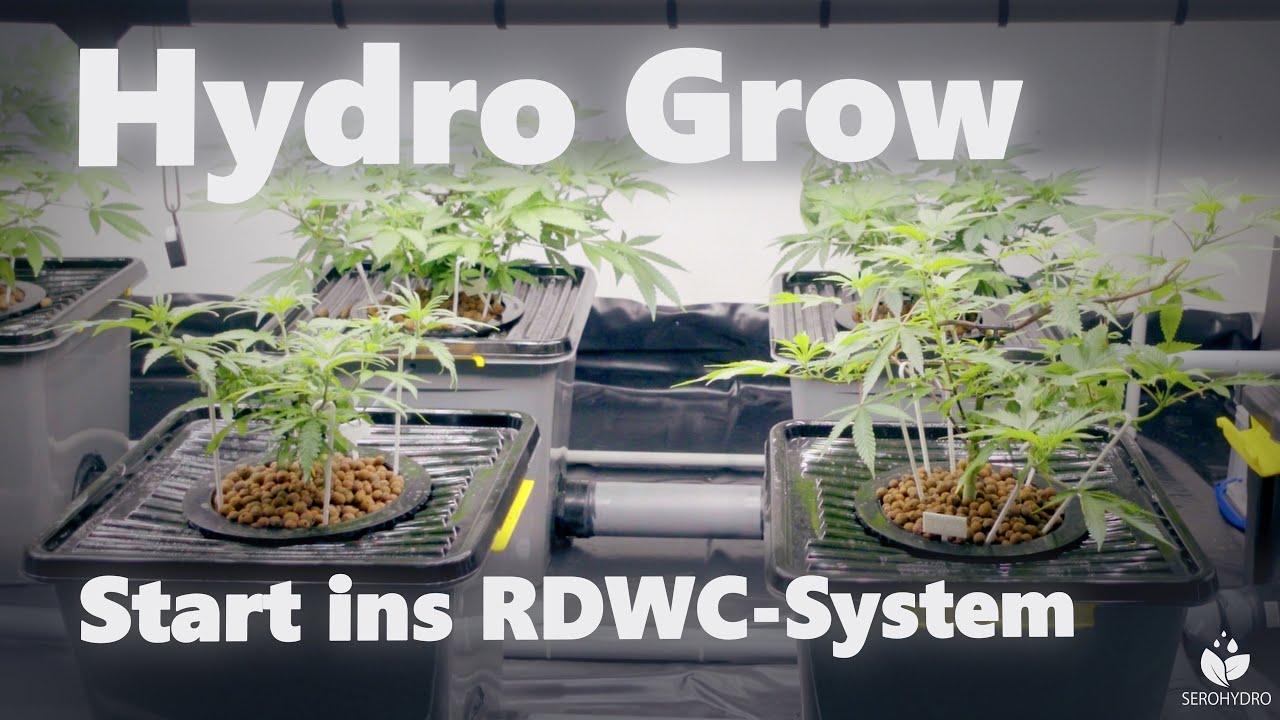 Wie startet man einen Hydro Grow im RDWC System? Umtopfen, LST und ScroG-Netz