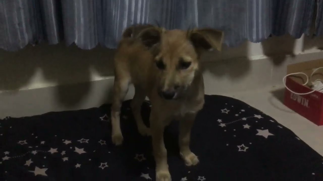Two Puppies Fighting Over Food 