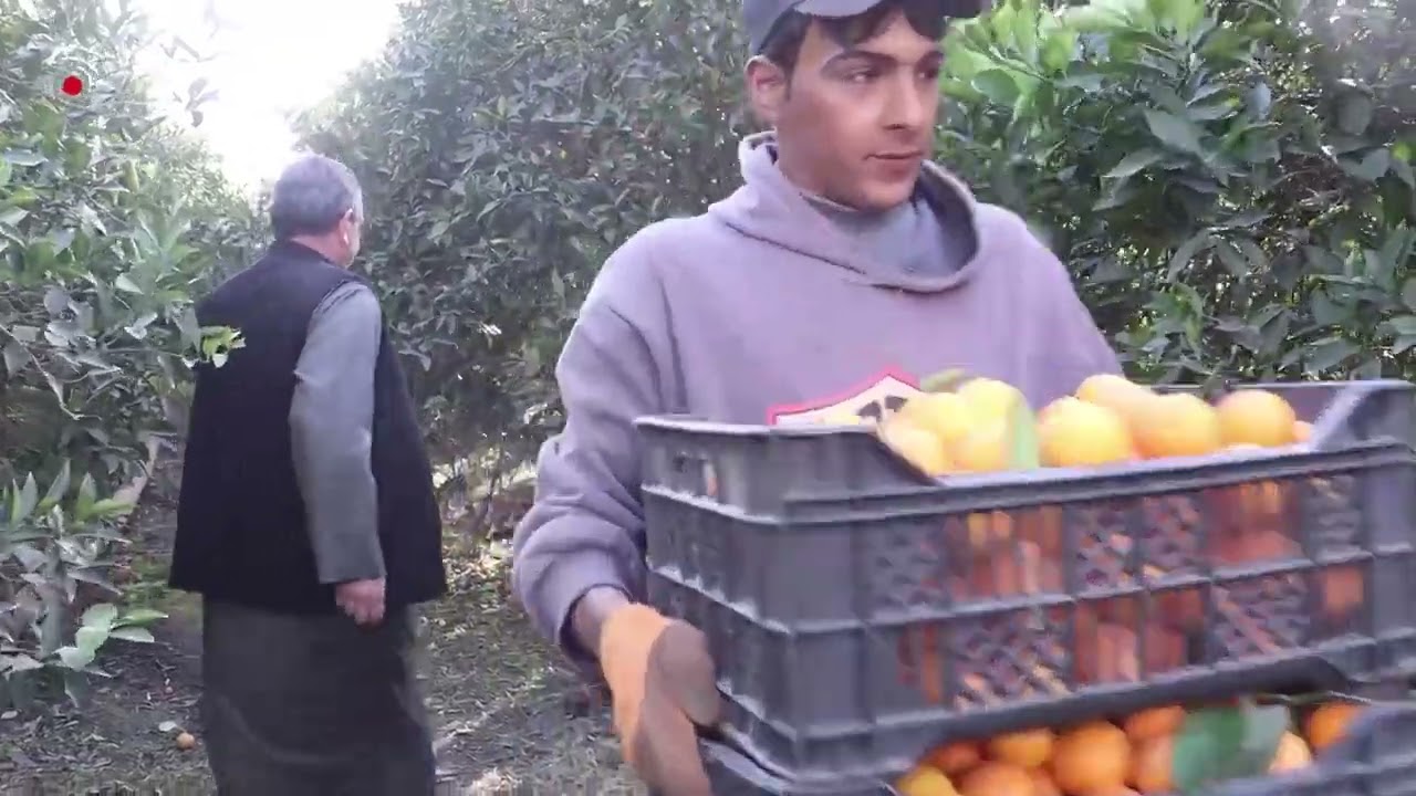 اللالنكي العراقي درجة اولى😍😋 بس ماكو دعم !!
