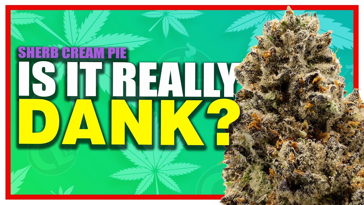 Sherb Cream Pie Strain Review: Is It Worth the Hype?