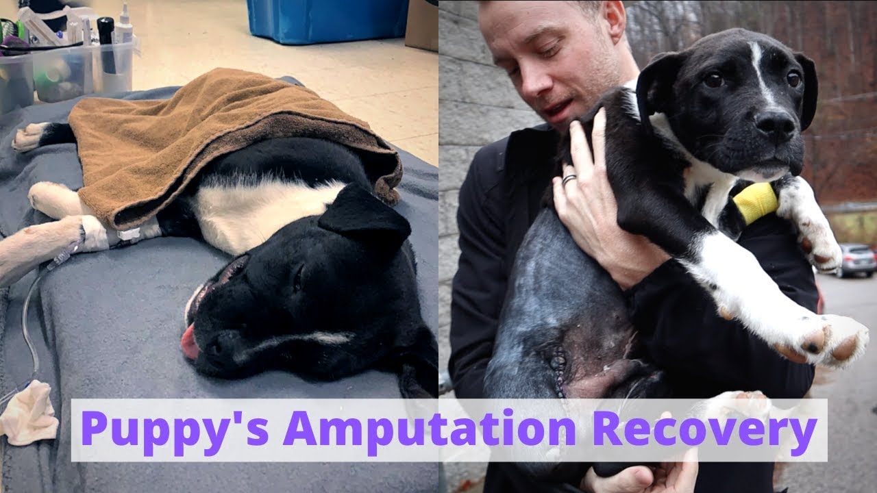 Puppy's Amputation Recovery | 3 day VLOG