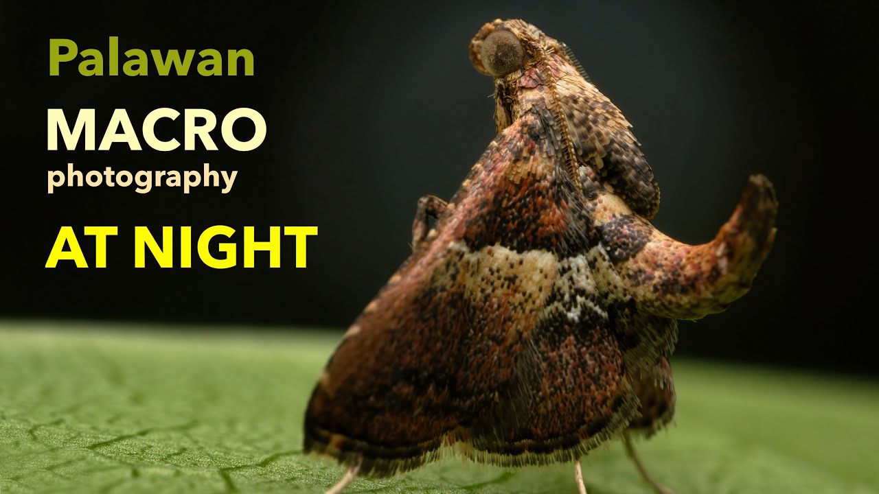 MACRO photography clip with music. [Fujifilm + Laowa, episode 4]