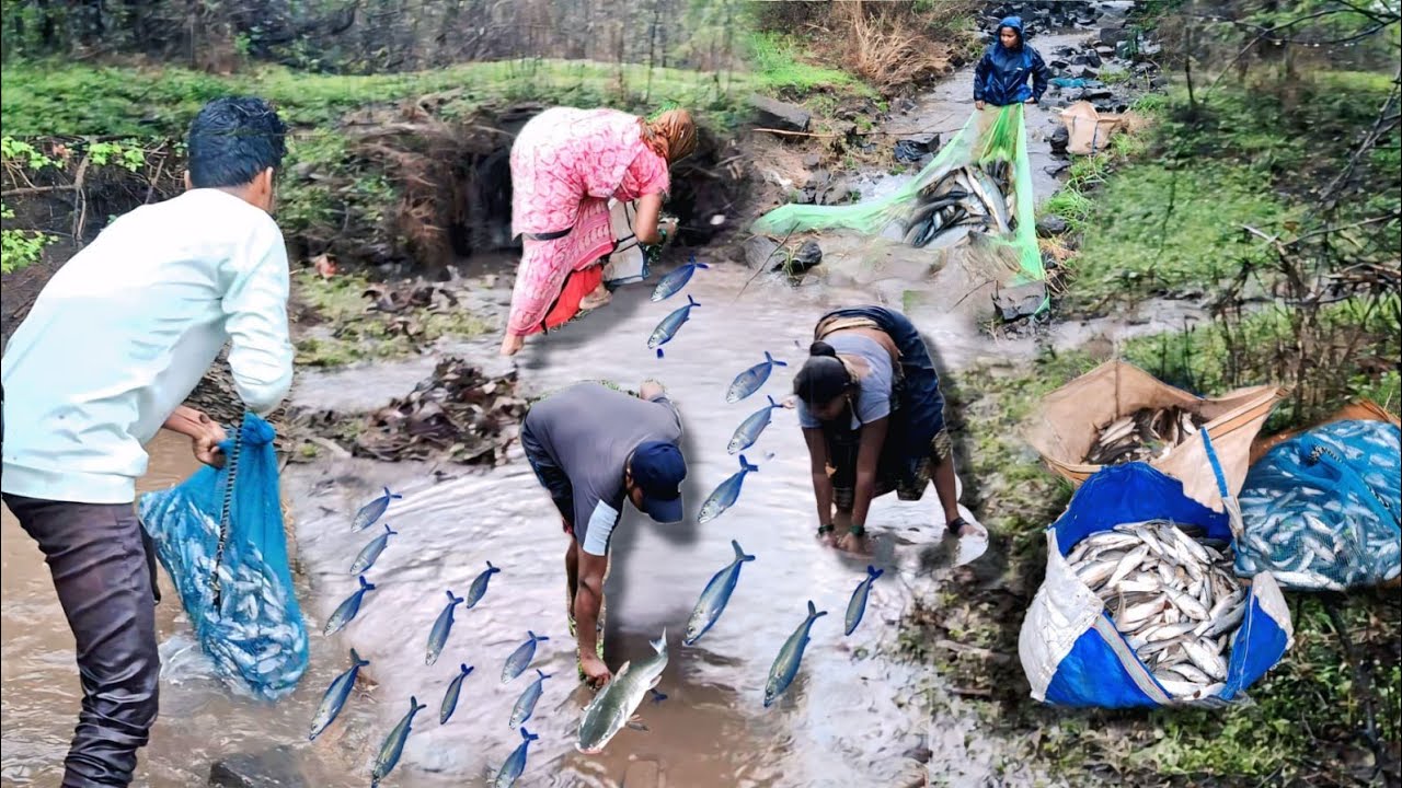 चढणीचे माशांचा थवा पहिल्यांदाच🤩🤭इतके मासे भेटले  नुसते मासे मासे🐠🐠पावसात पकडले🥰फॅमिलीसोबत मासे