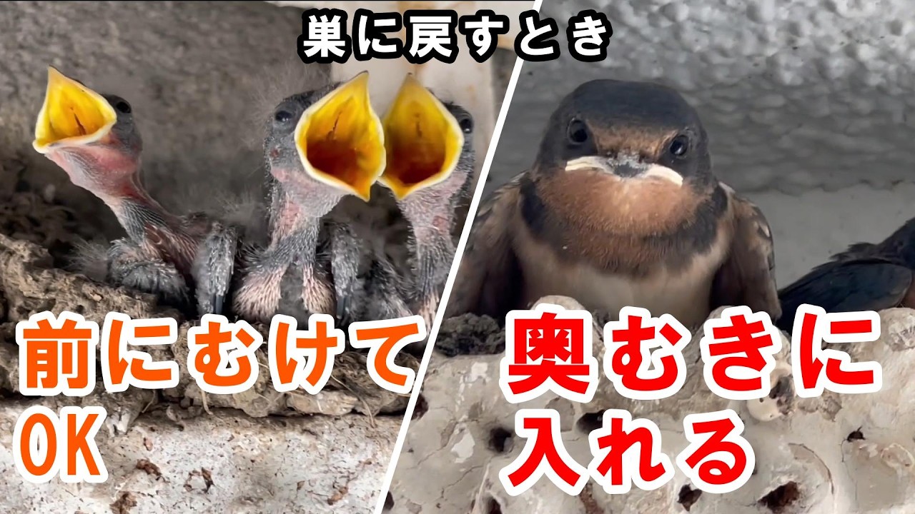 ヒナの巣への戻し方｜日齢で変わる注意点