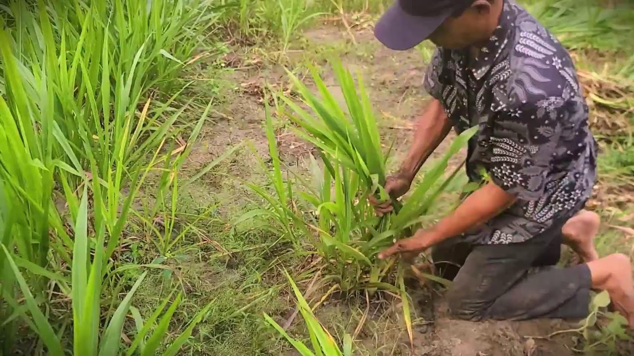 Natural Fodder: Hand-Cutting Green Grass for the Barn #RuralAgriculture #TraditionalFarming