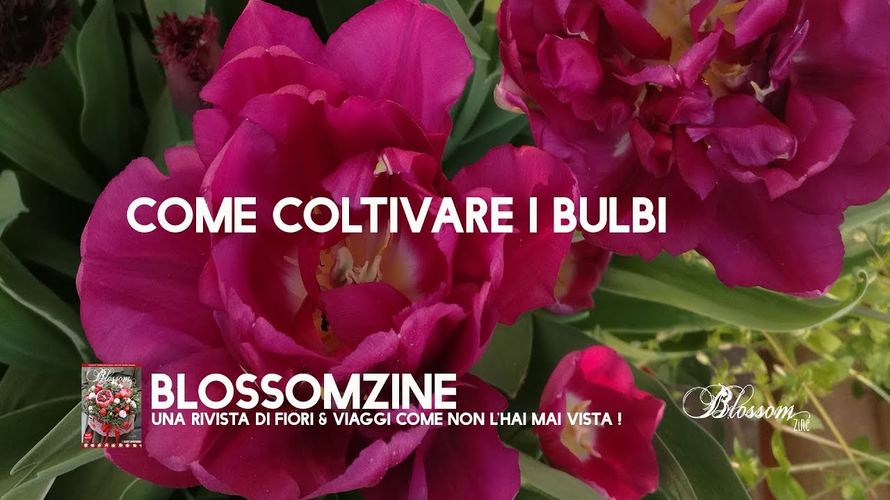 Come coltivare i bulbi primaverili