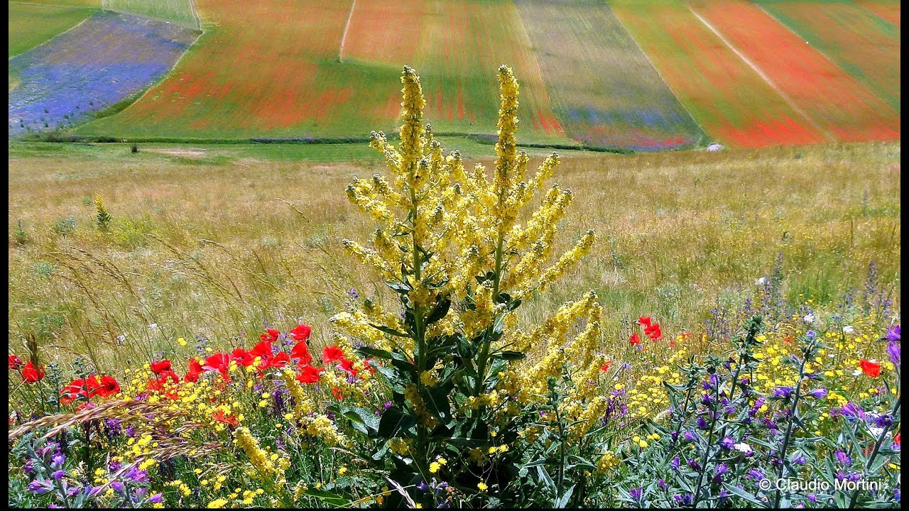 CASTELLUCCIO - LE PIU' BELLE FIORITURE - the most beautiful blooms - HD