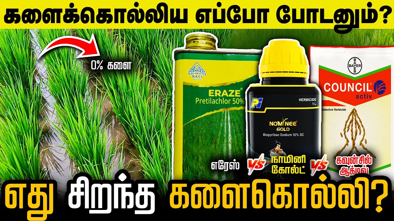 ERAZE, COUNCIL ACTIV, NOMINEE GOLD, NOVLECT இந்த களைகொல்லிகளில் எது சிறந்த களைக்கொல்லி ?