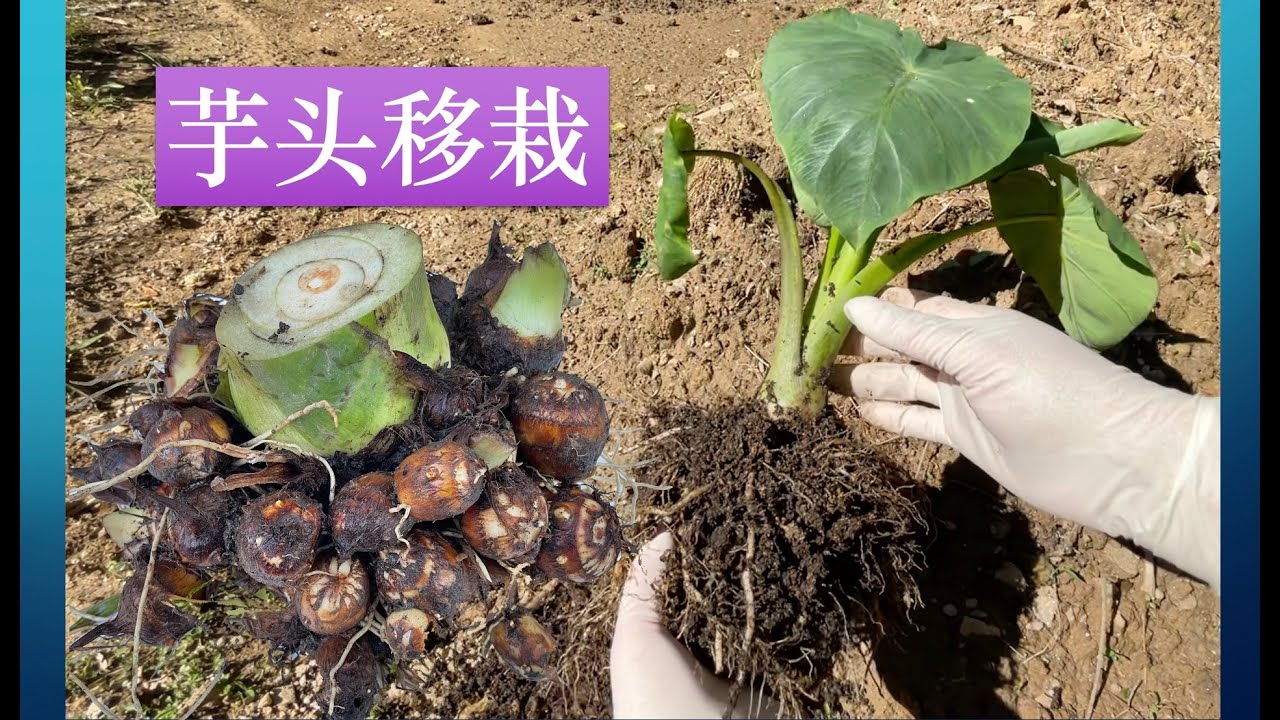 How to plant taro yam. 芋头移栽必须要了解的注意事项。#芋头家庭有机种植系列