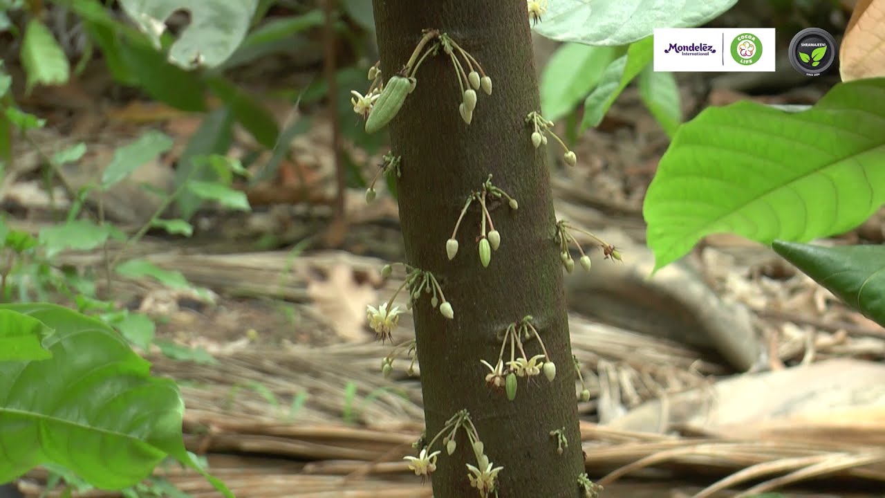 ಕೆ.ಆರ್. ಪೇಟೆಯಲ್ಲಿ ಅಡಿಕೆಯಲ್ಲಿ ಕೋಕೋ ಮಿಶ್ರಬೆಳೆ | Cocoa