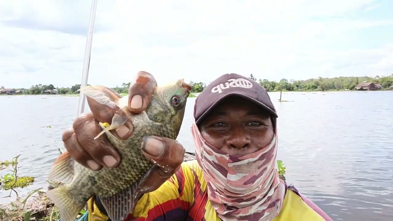 BEGINI JADINYA UMPAN LUMUT JATU LANGSUNG DI llahap