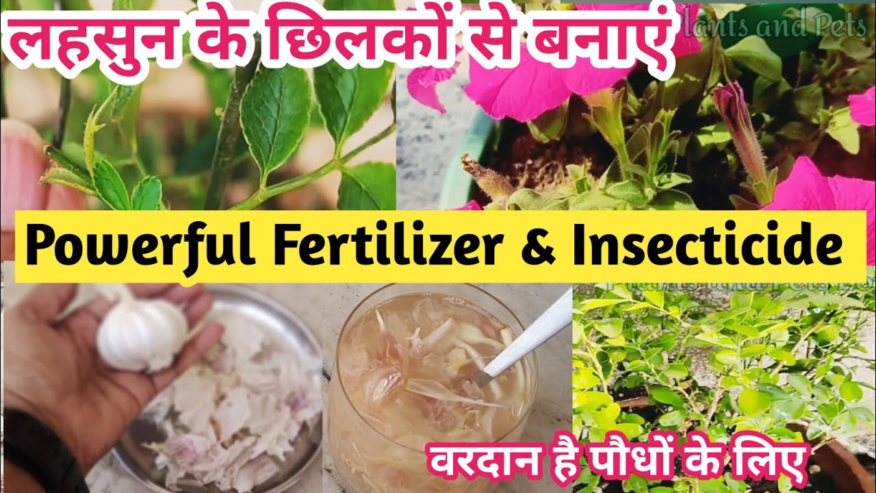 ये छिलके फेंकने की भूल मत करना/पौधों पर फायदे जानकार हैरान रह जाएंगे/Growth Promoter & Insecticide
