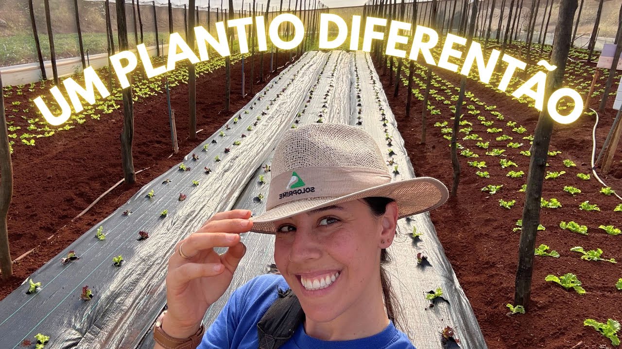 PLANTANDO HORTALIÇAS NA RÁFIA DE SOLO - Mais um teste Horta Fenato ✅