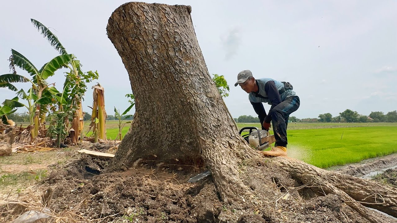 Suddenly standing upright... The felling of 2 trees of the victims of the tornado.