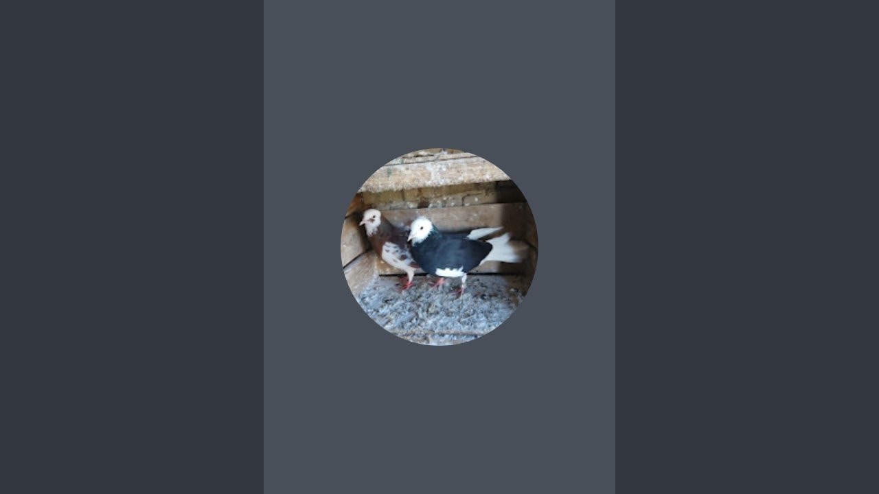 Güvercin ve kuşculuk  kanalı canlı yayında