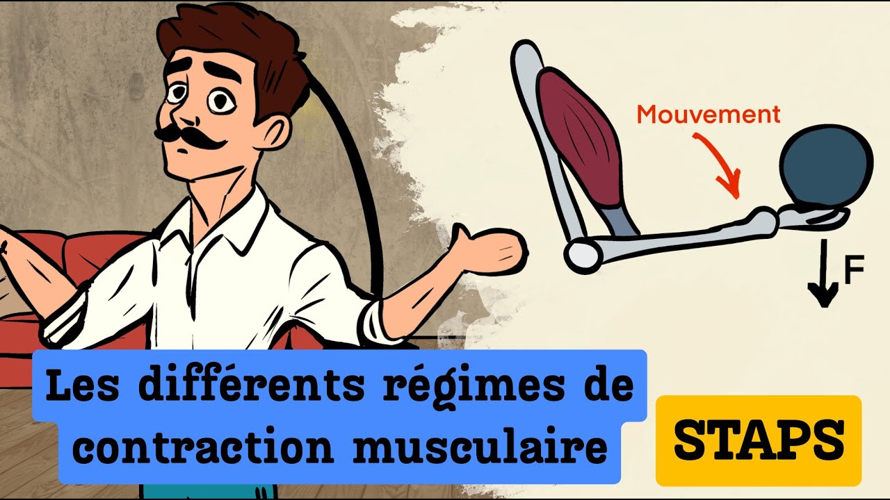 STAPS : Les régimes de contraction musculaire (concentrique, excentrique, isométrique, ...)