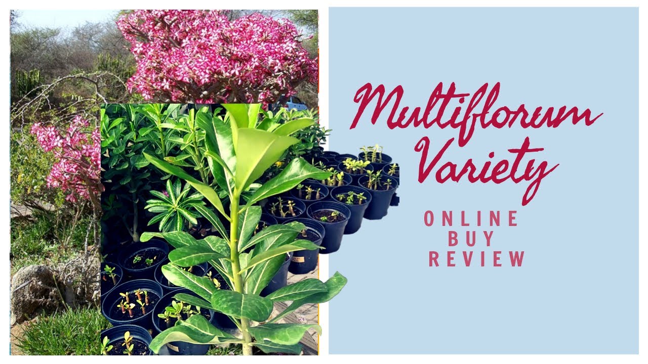 Adenium Multi-florum Variety Purchase online Adenium Seeds buy online Adenium online buy review