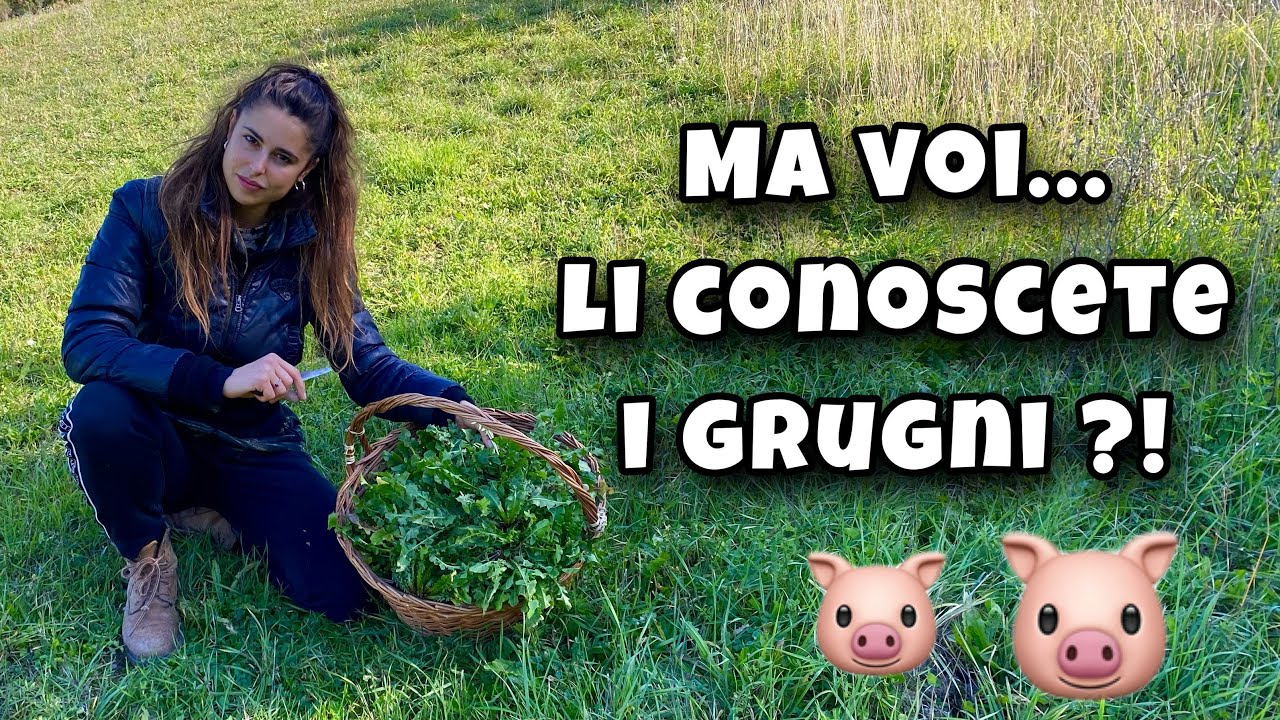 👩🏼‍🌾 COME RACCOGLIERE i GRUGNI Marchigiani, un’erba comunemente chiamata Radichella Selvatica