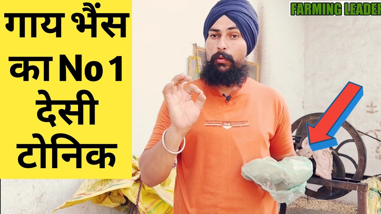 गाय भैंस को ये दो फिर देखो कमाल|Taramira/Eruca sativa Benifits in Dairy farming
