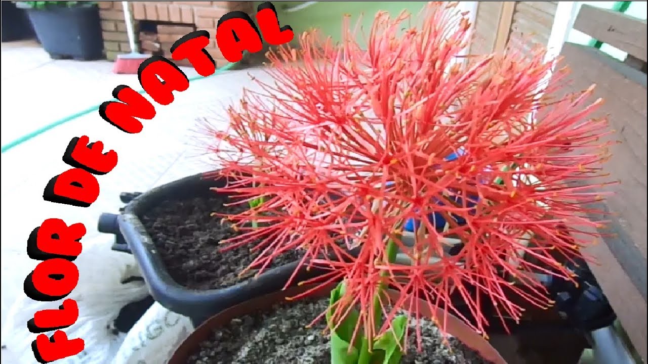 Como Plantar Coroa Imperial tamb&eacute;m chamada de Flor de Natal