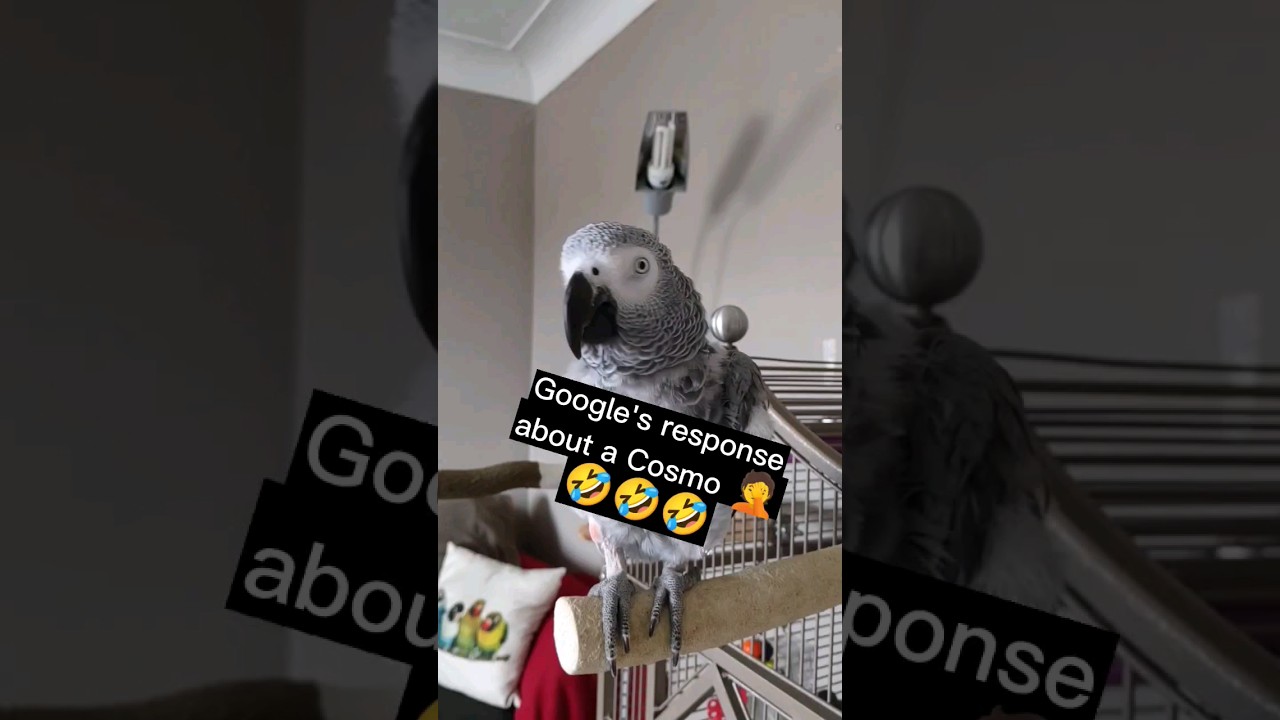 Google explains what Cosmo is #animals #birds #parrots #pets #fun #lol #funny #love #fyp #shorts