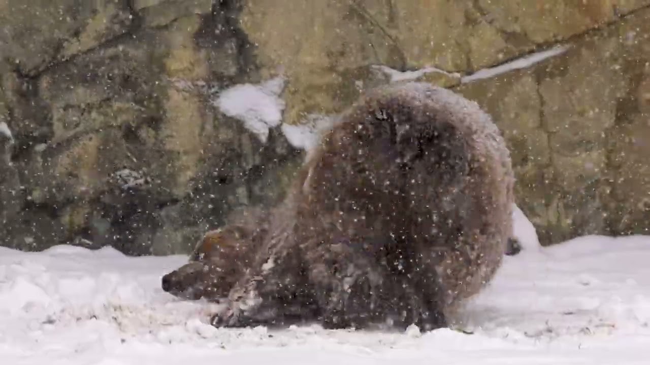 Bear Delights in Record Snowfall at Brookfield Zoo Chicago
