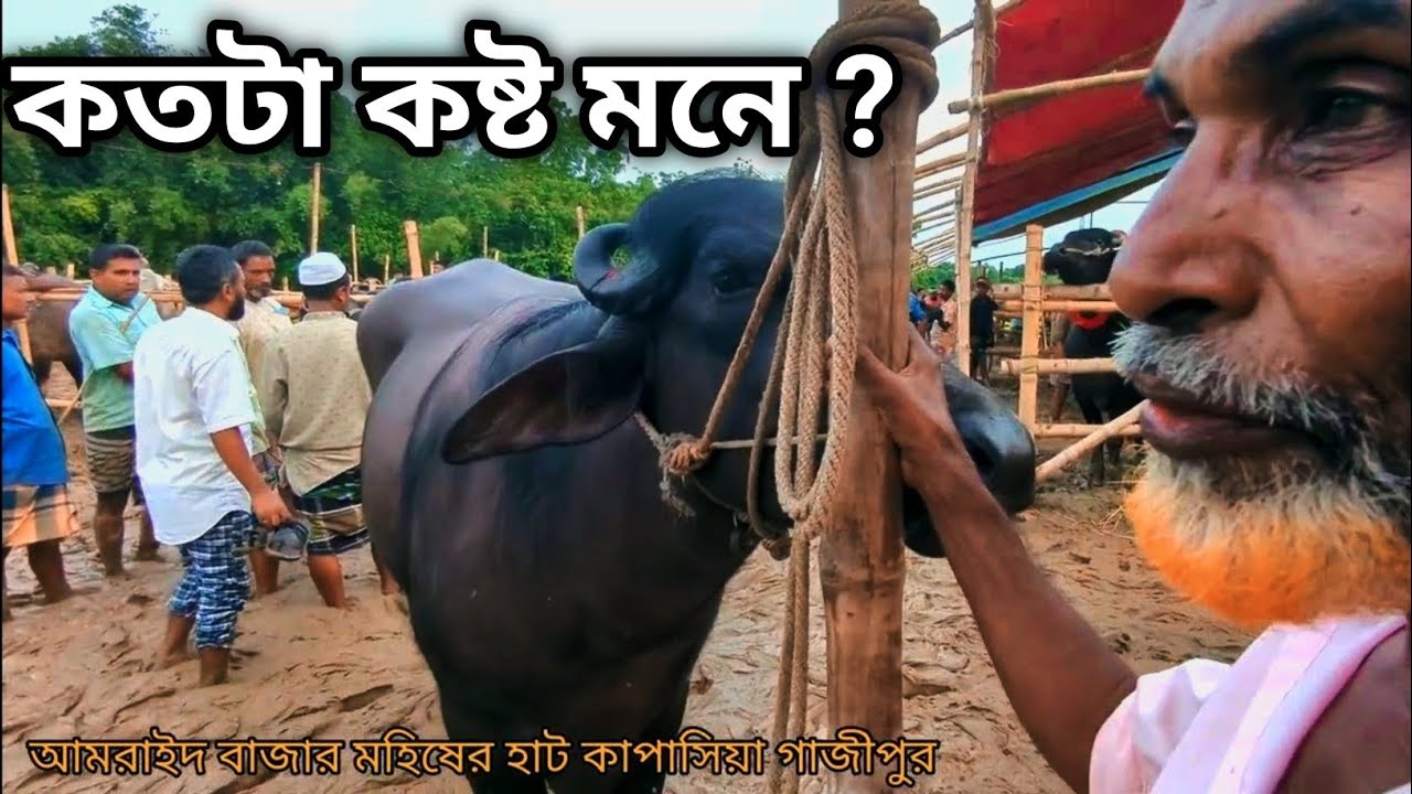 মহিষের হাট || কম দামে বিক্রি হয় মহিষ | Buffalo market ||  Buffalo is sold at a low price ||