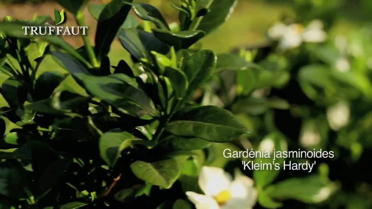 Gardenia jasminoides kleim's hardy : plantation et entretien - Truffaut