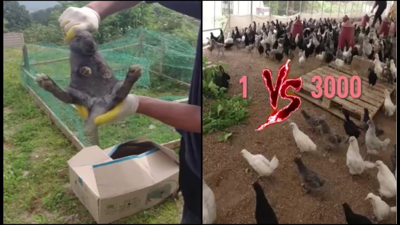 🐤3천마리 청계 병아리에게 🐇토끼를 소개시켜줬더니... 대반전(Coupling of 3,000 chicks and 4 rabbits)-귀농한 특전사의 라이프