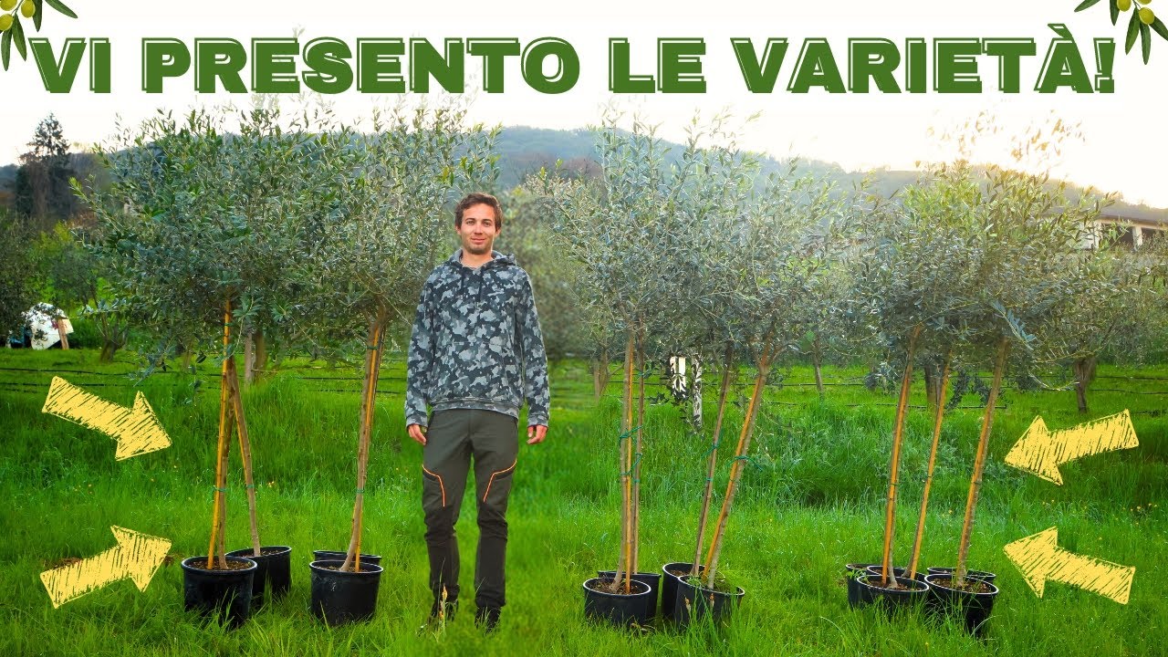 Piantiamo gli OLIVI e vi spiego le varietà! | Finetti (VR) |