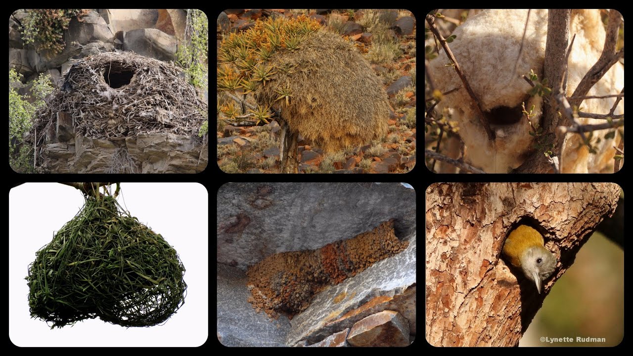 6 remarkable birds' nest designs