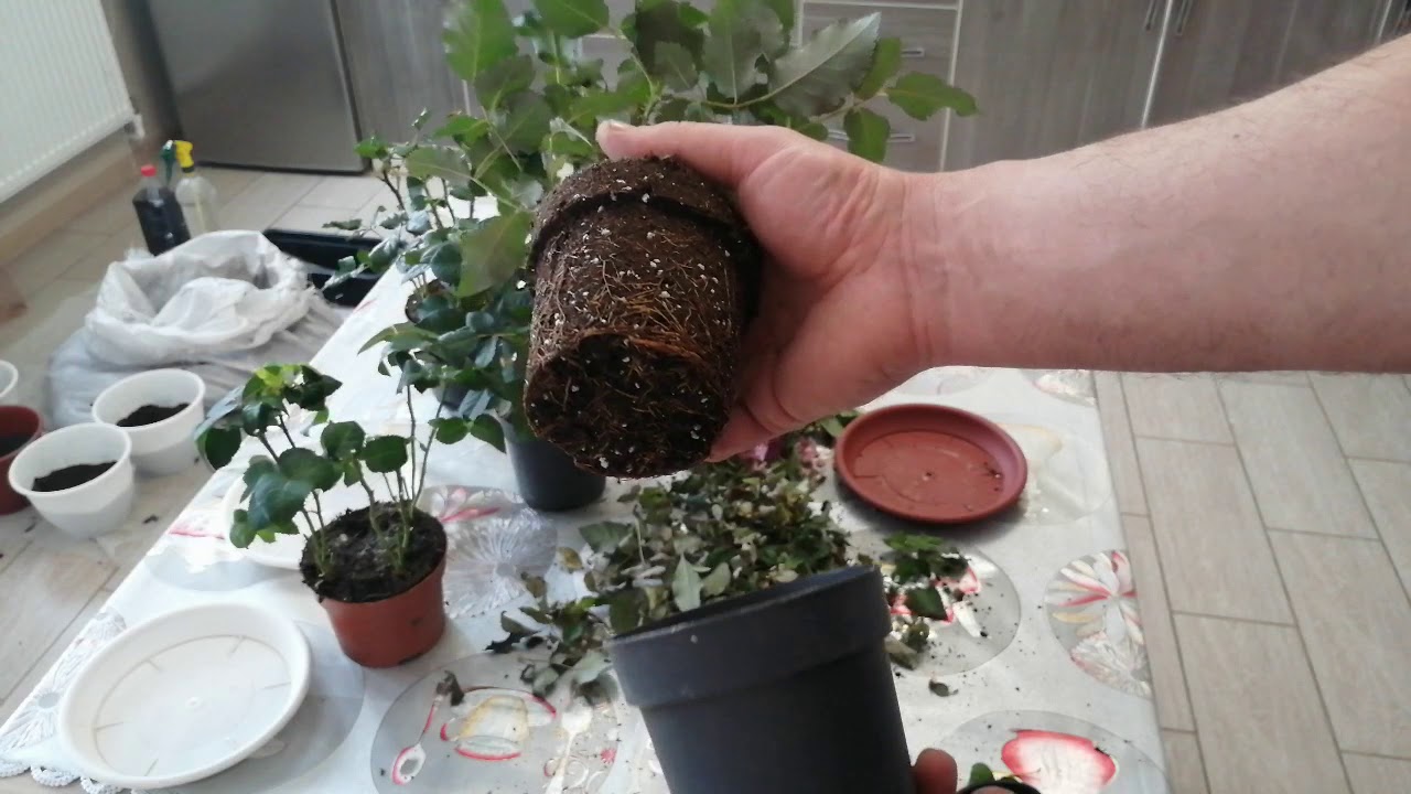 Розы КОРДАНА - как сохранить?