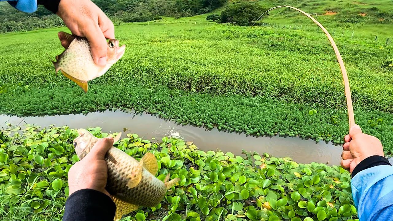 PESCARIA 100% CAIPIRA NO CÓRREGO COM FIGADO NO FUBÁ E MINHOCA!! Rodamos Tudo atrás Delas...
