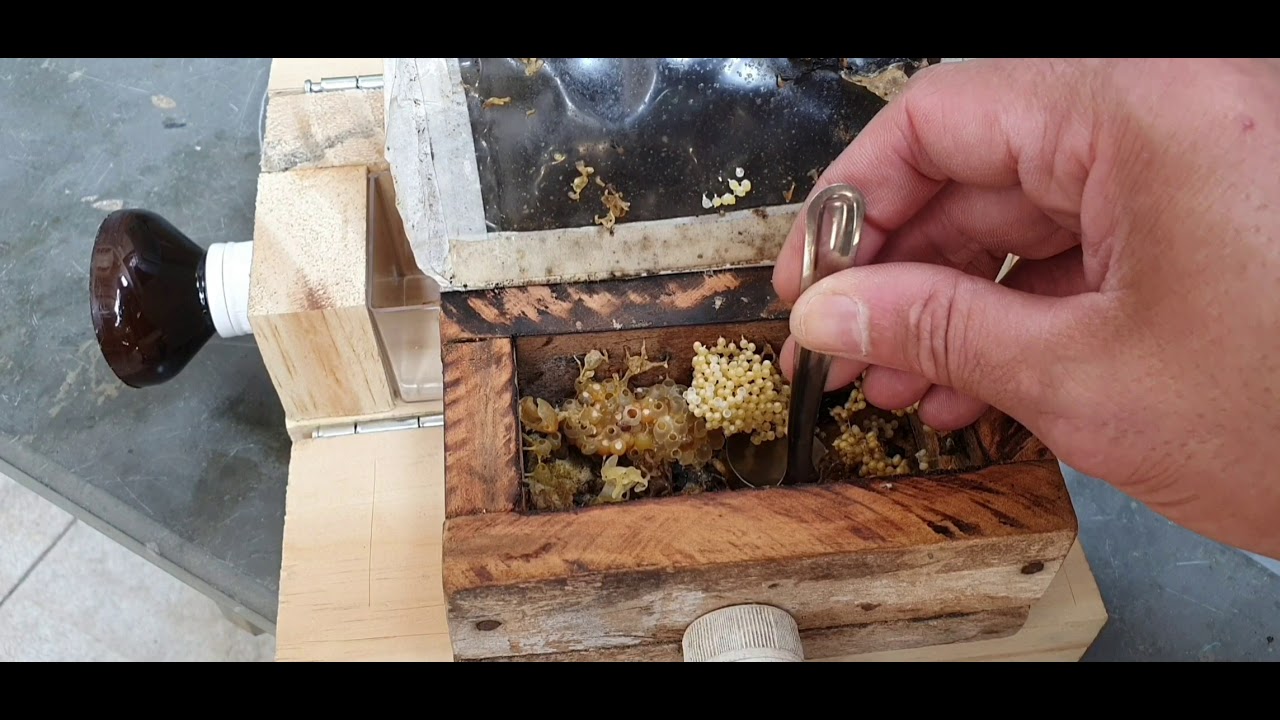 Divisão de Lambe Olhos (Leurotrigona muelleri) no Aquapomar Aquaponia e Meliponario
