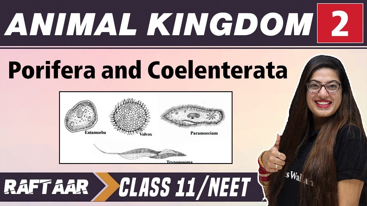 Animal Kingdom 02 || Porifera and Coelenterata || Class 11/NEET | RAFTAAR
