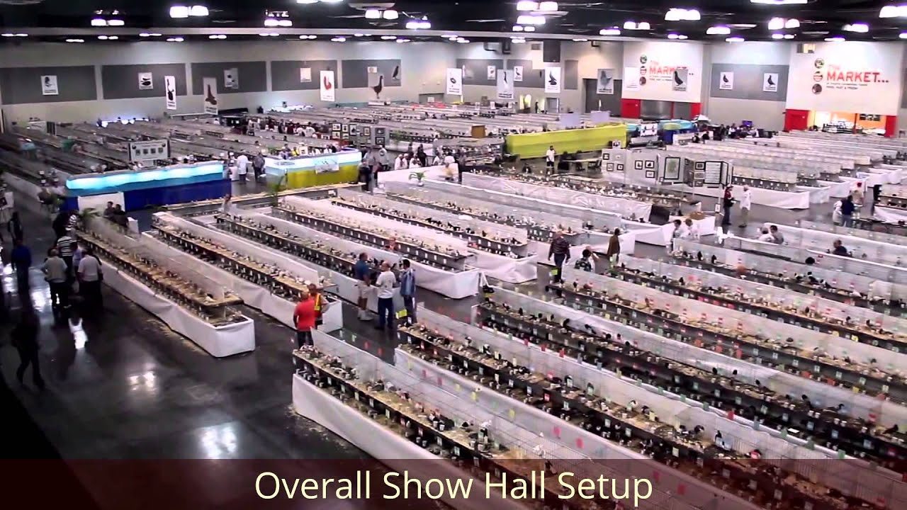 2015 NPA Grand National Pigeon Show Highlights - LAPC