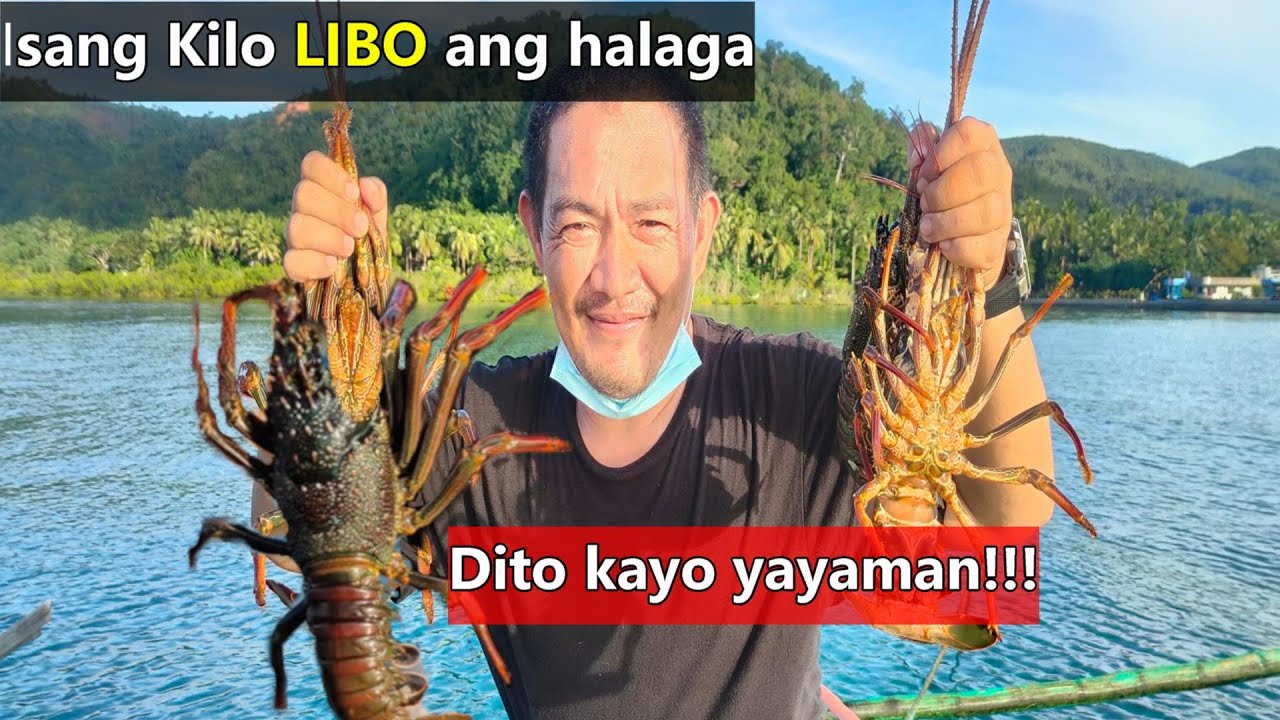 LOBSTER at CURACHA  Cage Visit: Madaling Alagaan Pero Napakamahal Ang Presyo kaya yayaman ka dito