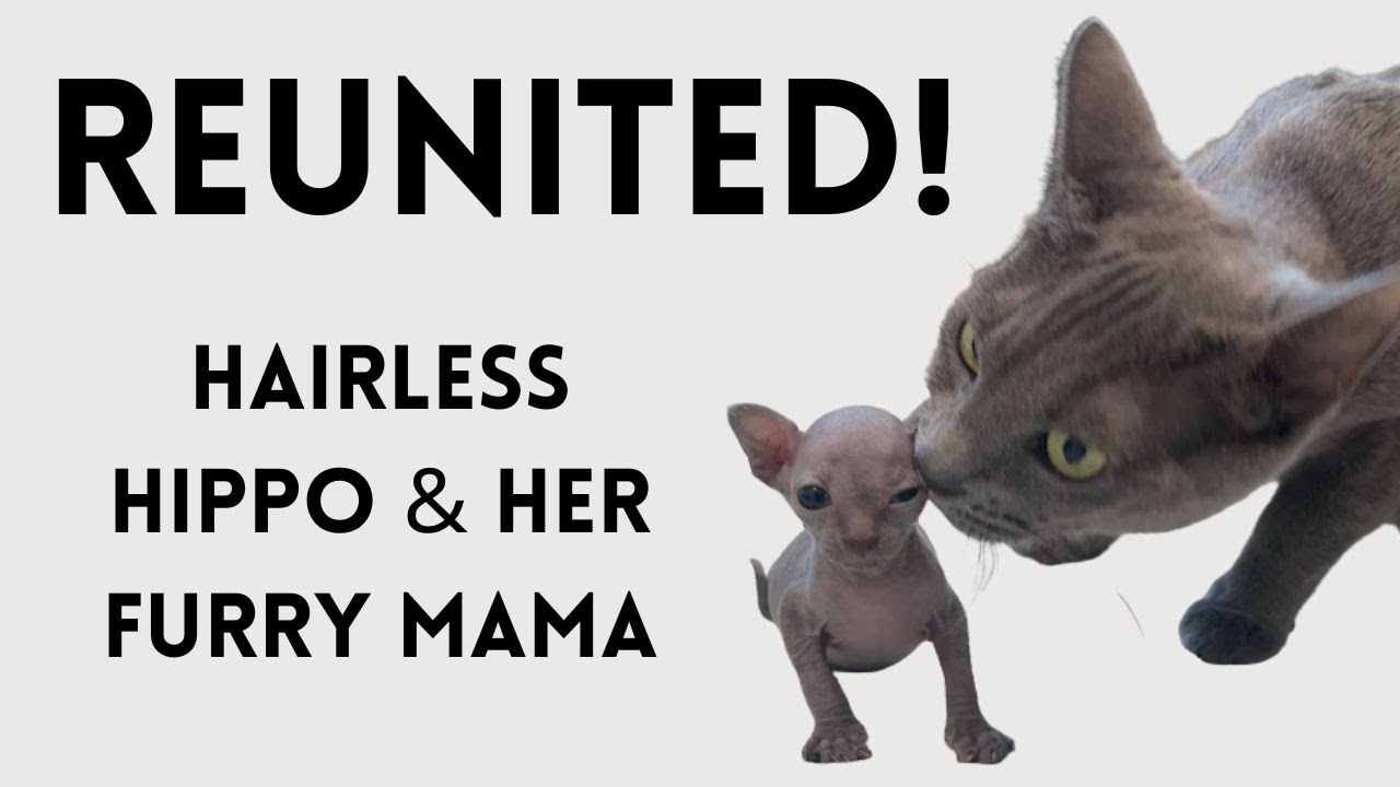 Hippo didn't see her mom for 4 days. Their reunion is adorable!