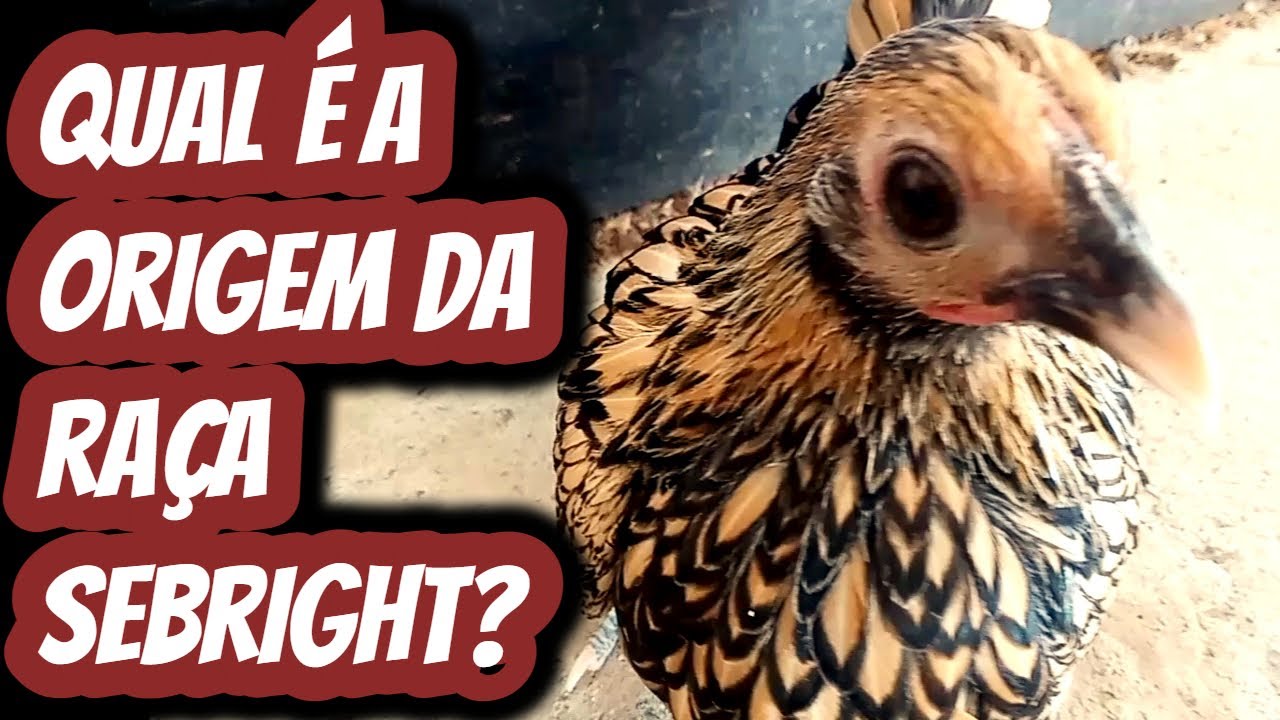 Qual é a origem da raça sebright? Aves ótimas poedeiras para ovos galados férteis. Mini Galinhas