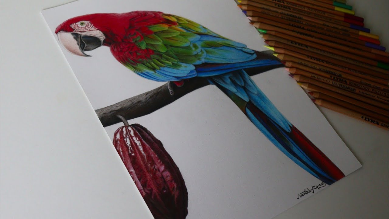 Desenhando uma Arara vermelha grande