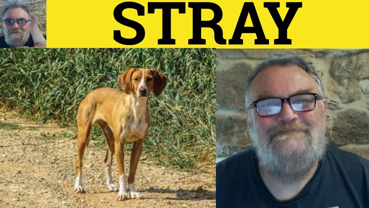 🔵 Stray Meaning - Astray Defined - Strayed Examples - Essential GRE Vocabulary - Go Astray Stray Dog