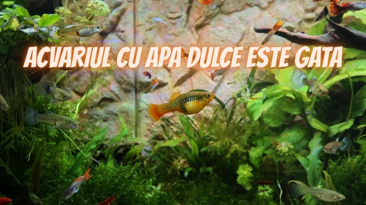 CATE ACVARII MAI AM? UPDATE-UL ACVARIILOR CARE AU MAI RAMAS...